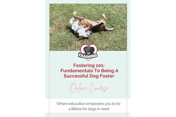 Fostering 101: Fundamentals To Being A Successful Dog Foster