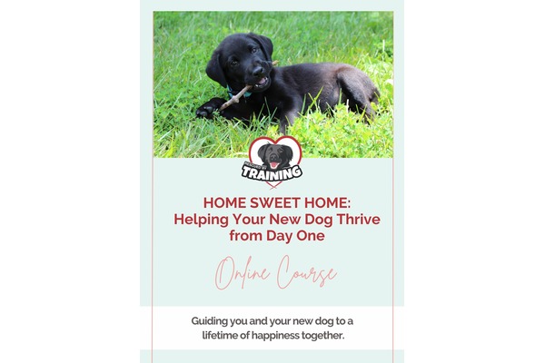 Home Sweet Home: Helping Your New Dog Thrive from Day One